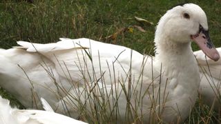 Plus de 200 000 canards abattus, et 400 000 en passe de l’être Plus de 200 000 canards abattus, et 400 000 en passe de l’être