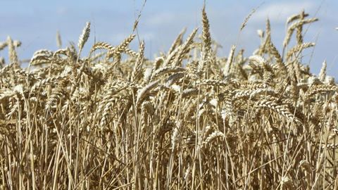 2021, année du « réveil » des matières premières agricoles 2021, année du « réveil » des matières premières agricoles