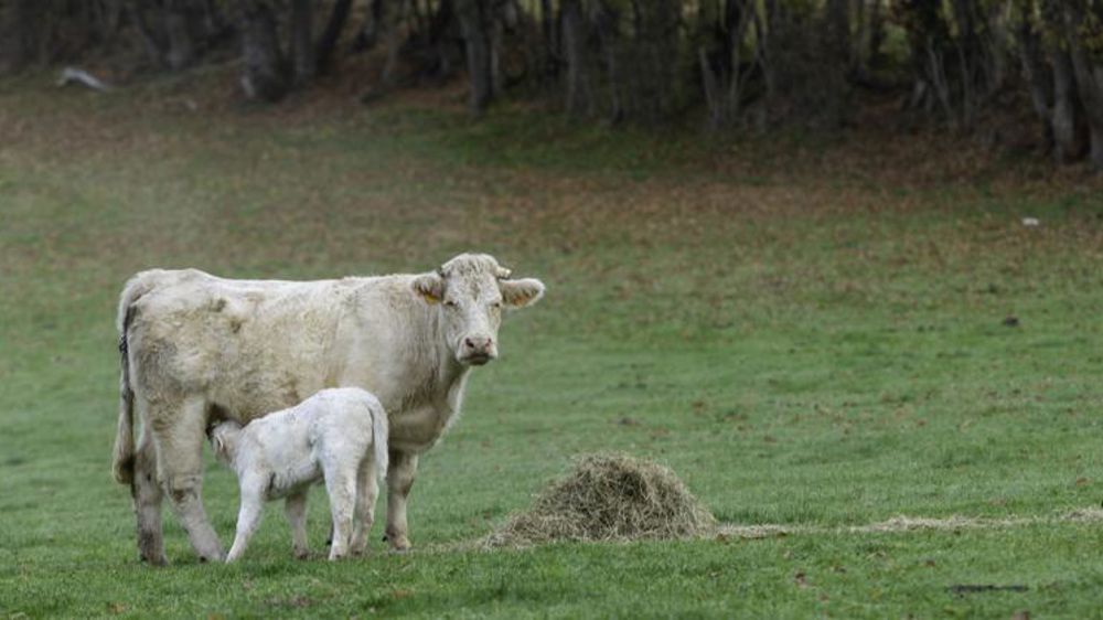 Mise à jour des montants des aides animales pour 2020