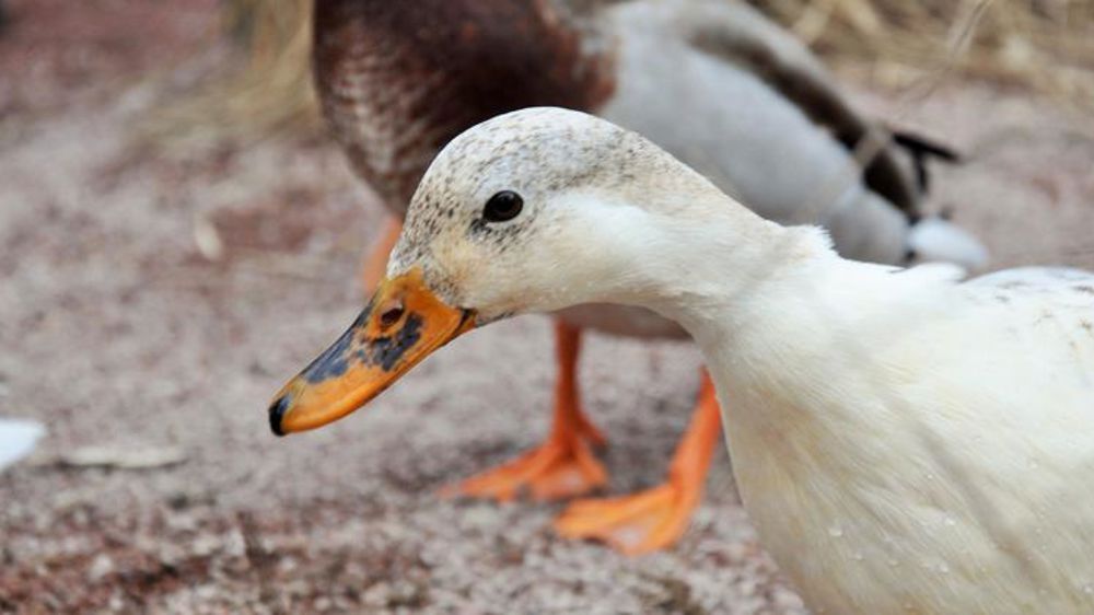 Deux millions de volailles abattues en France