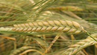 La liste définitive des orges brassicoles est publiée La liste définitive des orges brassicoles est publiée