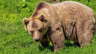 Le Conseil d’État interdit les tirs d’effarouchement des ours Le Conseil d’État interdit les tirs d’effarouchement des ours