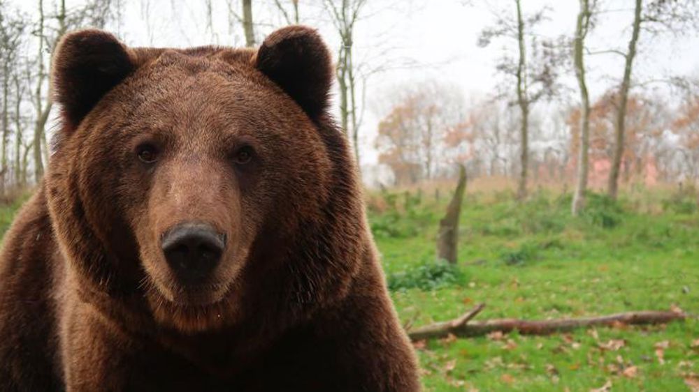 La guerre entre « pro » et « anti » ours continue