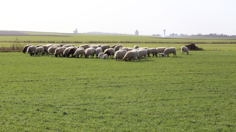 Hausse des abattages d’agneaux en janvier
