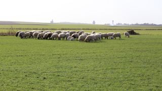 Hausse des abattages d’agneaux en janvier Hausse des abattages d’agneaux en janvier