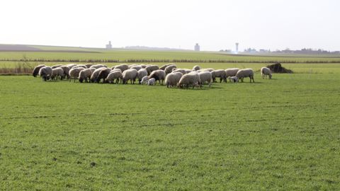 Hausse des abattages d’agneaux en janvier Hausse des abattages d’agneaux en janvier
