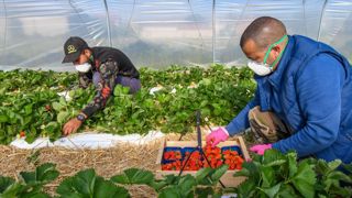 La porte s’ouvre pour les saisonniers agricoles étrangers La porte s’ouvre pour les saisonniers agricoles étrangers