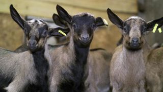 Le « chantage » au ramassage des chevreaux excède la Fnec Le « chantage » au ramassage des chevreaux excède la Fnec