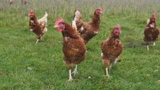 Les abattages de poules de réforme bondissent Les abattages de poules de réforme bondissent