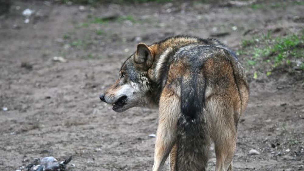 Condamné pour avoir offert une queue de loup à la préfète