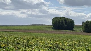 Le Conseil d’État valide le retour temporaire des néonicotinoïdes Le Conseil d’État valide le retour temporaire des néonicotinoïdes