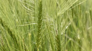 Le réchauffement climatique ne chasse pas les risques liés au gel Le réchauffement climatique ne chasse pas les risques liés au gel