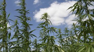 L’interprofession alerte les producteurs de chanvre sur la récolte des fleurs L’interprofession alerte les producteurs de chanvre sur la récolte des fleurs