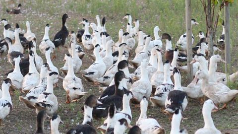 Vers une nouvelle « feuille de route » contre l’influenza aviaire Vers une nouvelle « feuille de route » contre l’influenza aviaire
