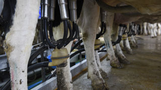 Une progression du prix du lait européen est attendue en 2021 Une progression du prix du lait européen est attendue en 2021