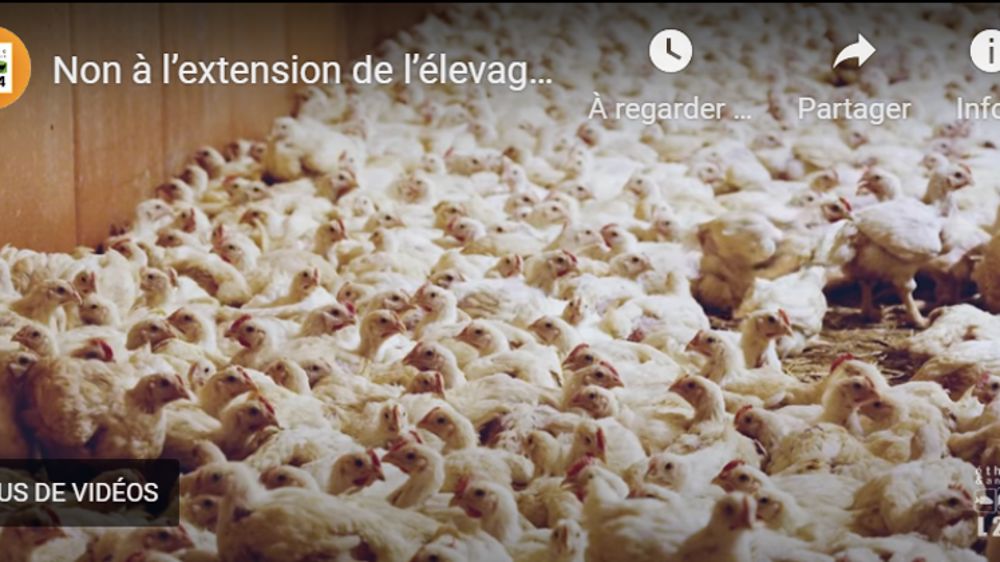 L214 s’oppose à l’agrandissement d’un élevage avicole