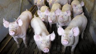 L’association d’organisations de producteurs « Porc Grand Ouest » est née L’association d’organisations de producteurs « Porc Grand Ouest » est née
