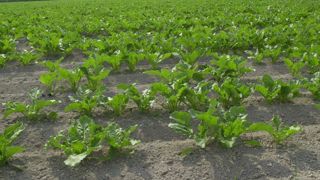 Depuis 2017, les betteraves ont perdu 100 000 hectares Depuis 2017, les betteraves ont perdu 100 000 hectares