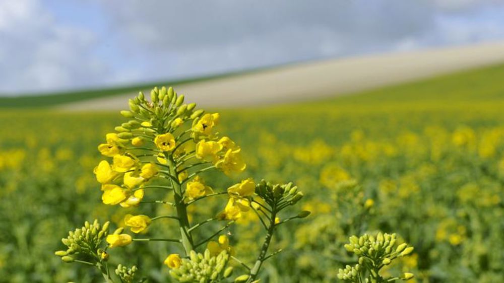 Des trains de la ligne Paris-Granville carburent au colza