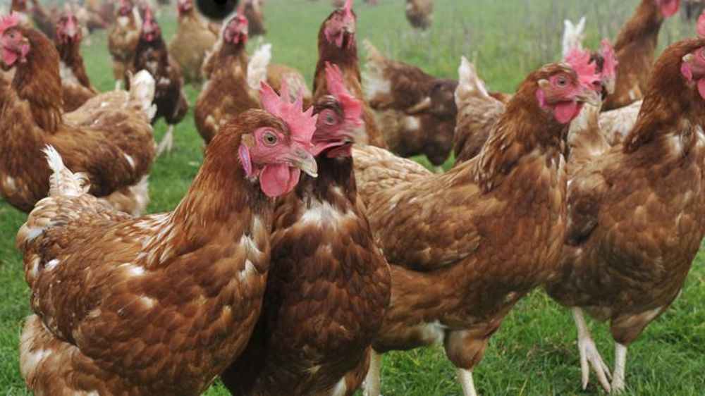 La France compte 490 foyers de grippe aviaire au 13 avril