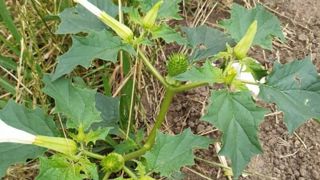 Gare au datura, plante toxique pour l’homme et les animaux Gare au datura, plante toxique pour l’homme et les animaux