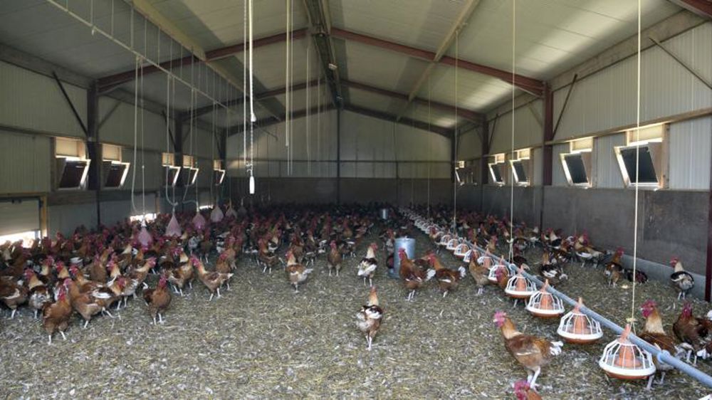 Le risque vis-à-vis de la grippe aviaire repasse à « modéré »