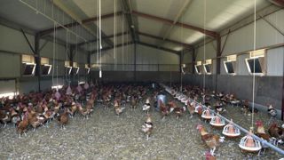 Le risque vis-à-vis de la grippe aviaire repasse à « modéré » Le risque vis-à-vis de la grippe aviaire repasse à « modéré »
