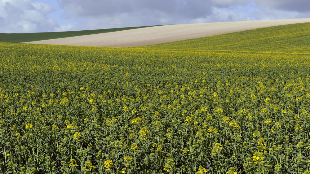 Le gel a pénalisé le colza et le blé dur français