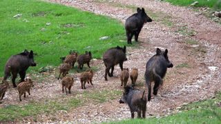 Plus de 1 000 cas de peste porcine africaine en Allemagne Plus de 1 000 cas de peste porcine africaine en Allemagne