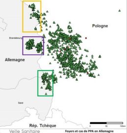 En Allemagne, les foyers de PPA se situent dans le Land du Brandebourg et celui de la Saxe, près de la frontière avec la Pologne. © Plateforme ESA