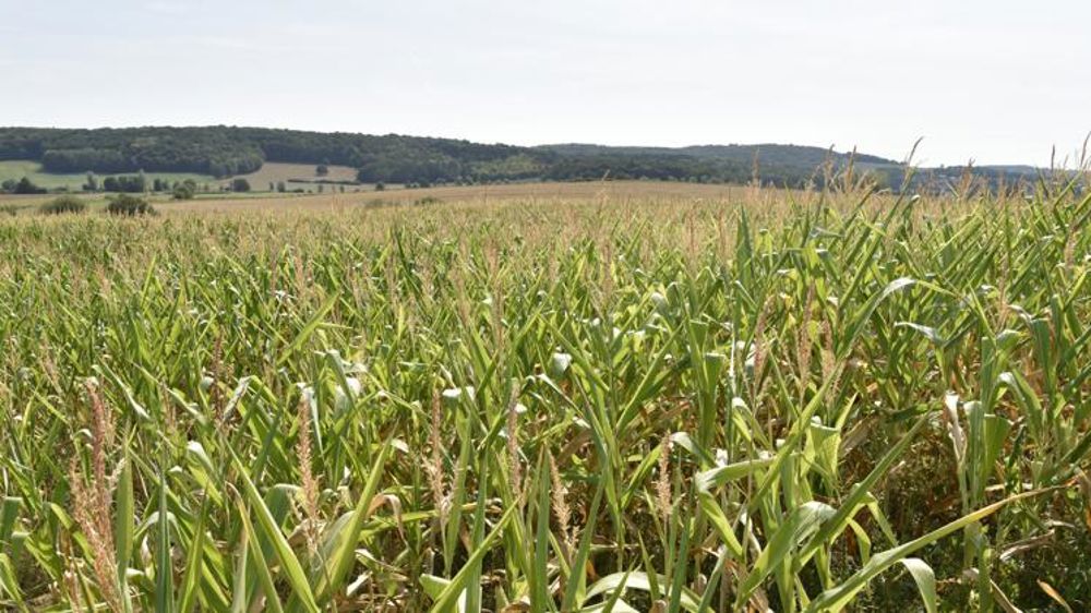 Extrême tension mondiale en maïs qui soutient les autres céréales