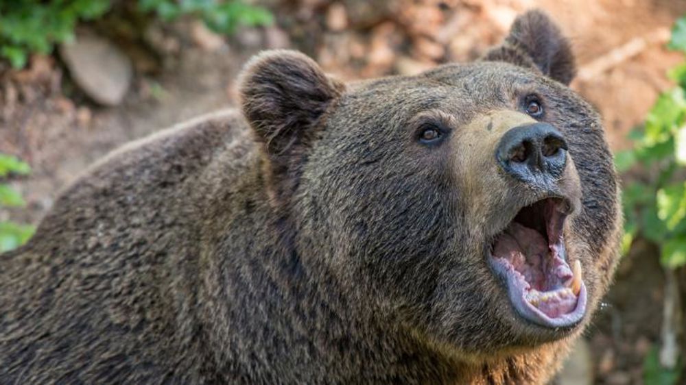 L’effarouchement des ours en consultation