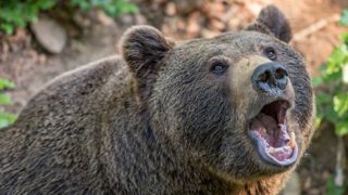 L’effarouchement des ours en consultation L’effarouchement des ours en consultation