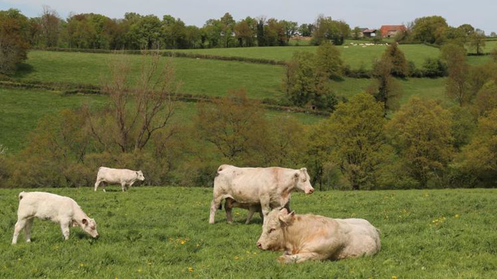 Une pousse de l’herbe précoce en 2021