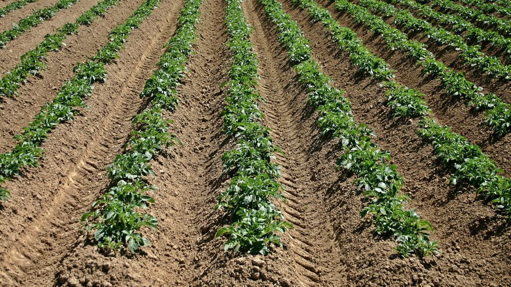 Déclarez vos surfaces de pommes de terre avant le 30 juin