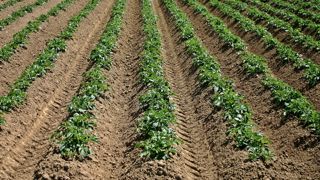 Déclarez vos surfaces de pommes de terre avant le 30 juin Déclarez vos surfaces de pommes de terre avant le 30 juin