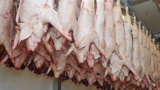 Les abattages français de porcs se redressent Les abattages français de porcs se redressent
