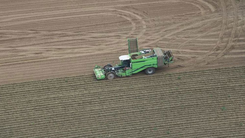 Les surfaces de pommes de terre baissent de 3 à 5 %