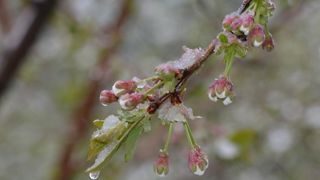Plus de 50 % de la production de cerises est amputée par le gel Plus de 50 % de la production de cerises est amputée par le gel