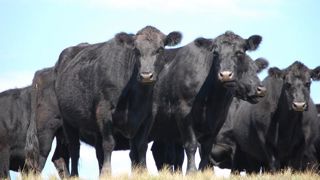 L’Argentine suspend ses exportations de viande bovine L’Argentine suspend ses exportations de viande bovine