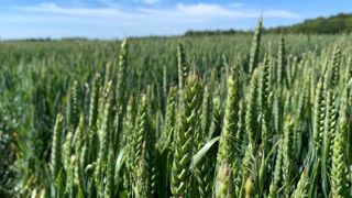 L’état des céréales s’améliore légèrement L’état des céréales s’améliore légèrement