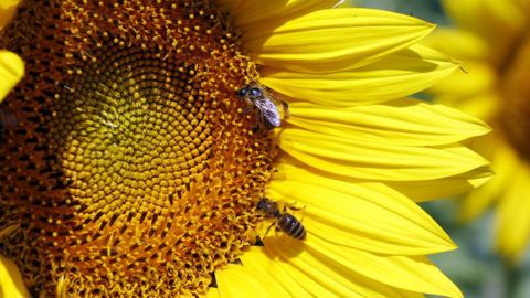 Bruxelles veut « redoubler d’effort » pour les pollinisateurs Bruxelles veut « redoubler d’effort » pour les pollinisateurs