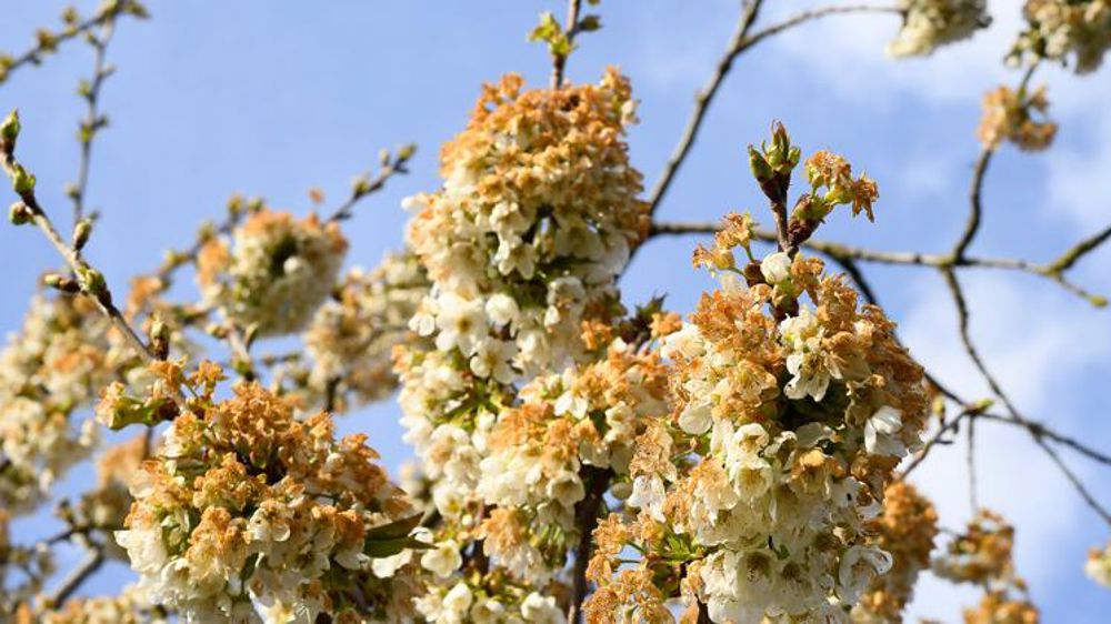 Des avances d’aides pour des agriculteurs victimes du gel