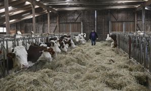 La sécheresse survenue cet été n'a fait qu'aggraver le bilan économique déjà mis à mal des exploitations de bovins à viande. Des choix s'imposent entre des achats supplémentaires de fourrages et une baisse du cheptel de reproductrices et du chargement de la surface en herbe. La sécheresse survenue cet été n'a fait qu'aggraver le bilan économique déjà mis à mal des exploitations de bovins à viande. Des choix s'imposent entre des achats supplémentaires de fourrages et une baisse du cheptel de reproductrices et du chargement de la surface en herbe.