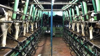 Pas de creux saisonnier pour le prix du lait européen Pas de creux saisonnier pour le prix du lait européen