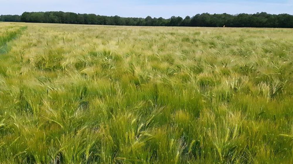 Des céréales en meilleures conditions, mais toujours en retard