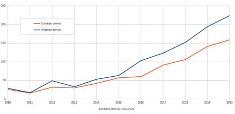 Évolution des dommages du loup sur bovins entre 2010 et 2020. © Dreal Auvergne-Rhône-Alpes