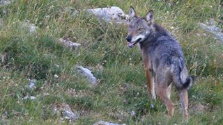 Les loups tuent de plus en plus de bovins Les loups tuent de plus en plus de bovins