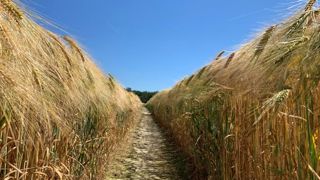 Toutes les céréales sont désormais à épiaison Toutes les céréales sont désormais à épiaison