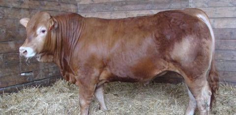 Roitelet, fils de Nestoriu RJ sur Henriette TA PS, est un taureau volumineux, avec un dos tendu, large et épais, un bassin très ouvert et de bonnes qualités de race. © Interlim